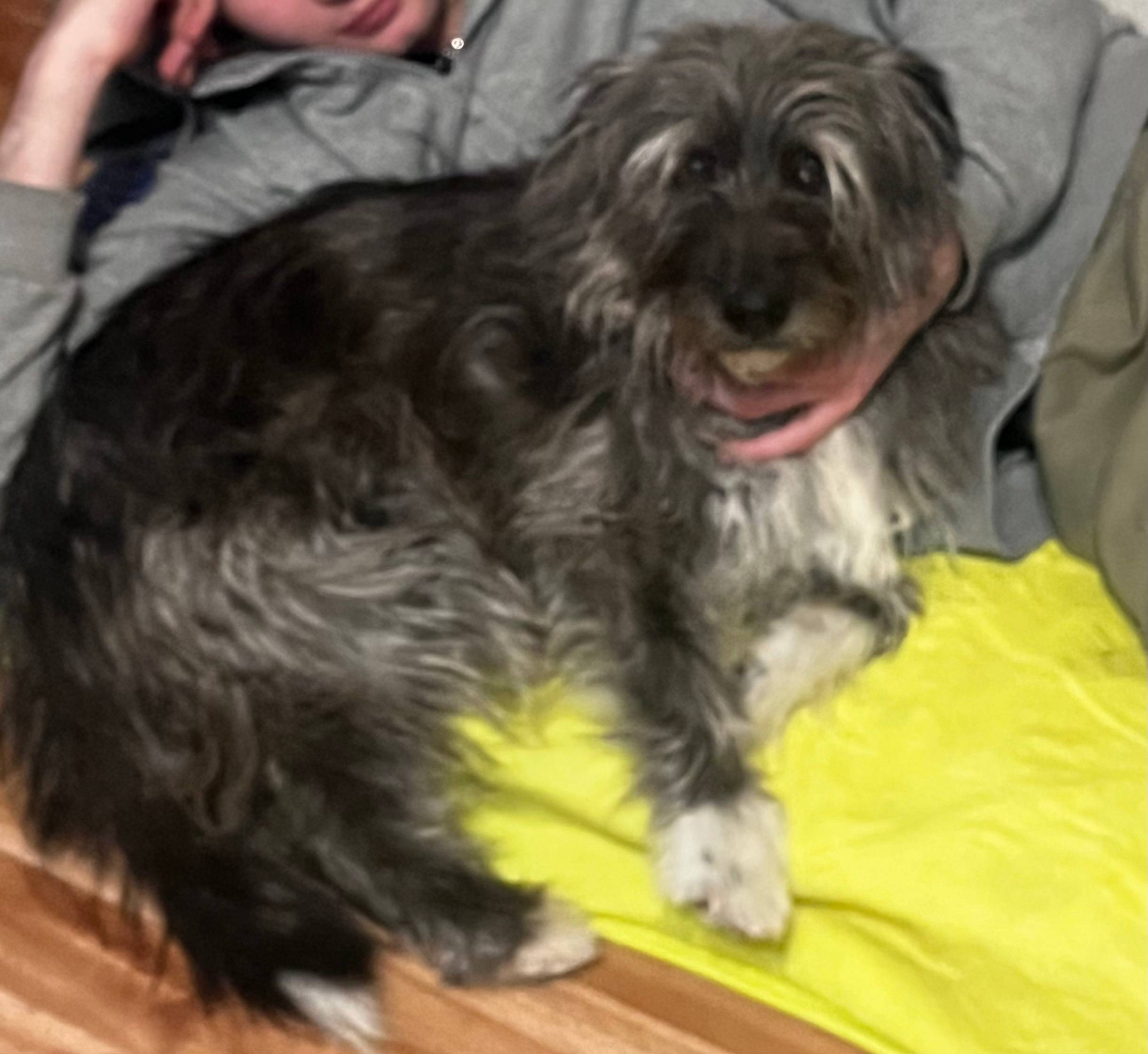 Пропала собака, район планеты