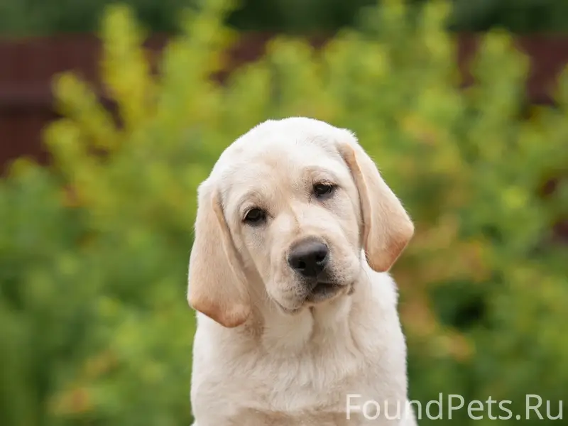 Найден палевый щенок лабрадора