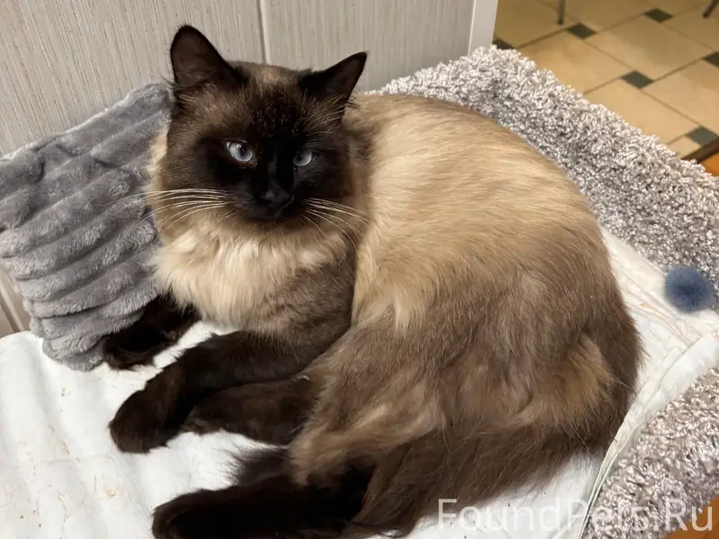 Пропал кот Сема, город Лебедянь