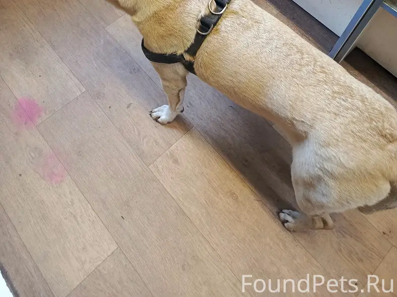 Найден тип собака, [место] проспект Мира 40