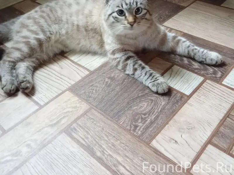 Пропал кот, Начкарта, район пекарни