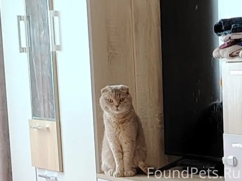 Пропал кот Мэйсан, район садика