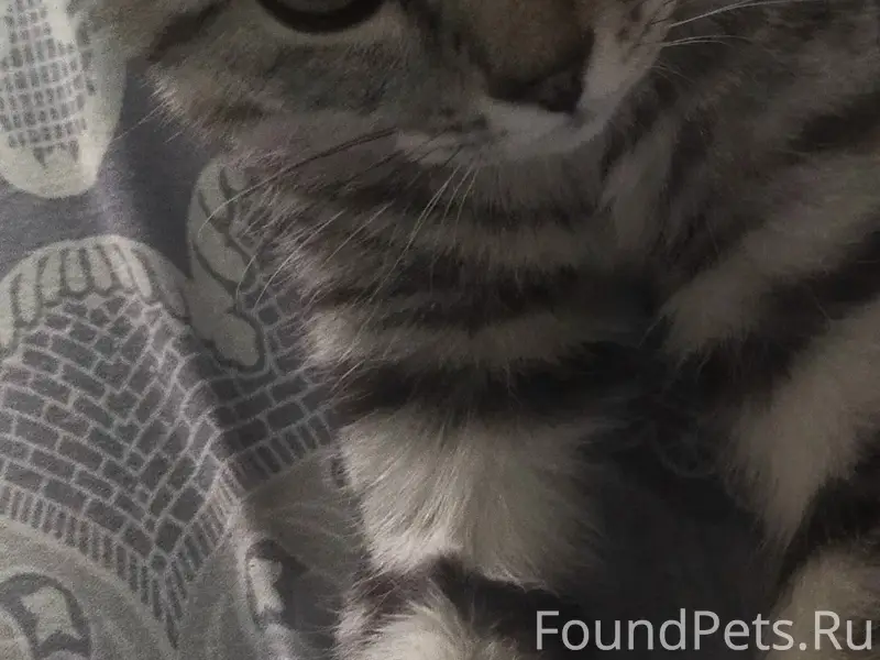 Пропал кот Малыш, старое Сипайлово