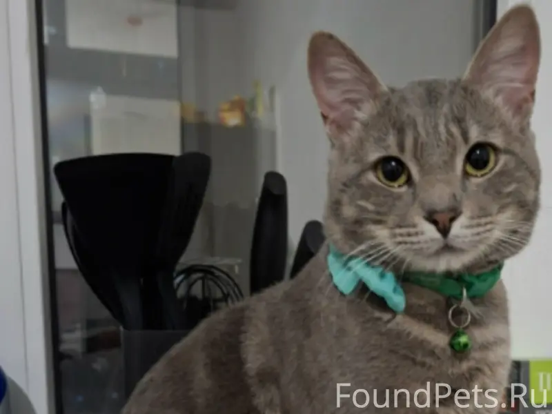 Пропал кот Томас, район Пескова