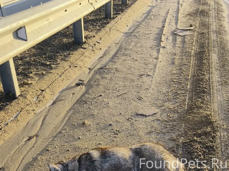 Найдена собака, девочка, Казинка-Ярлуково