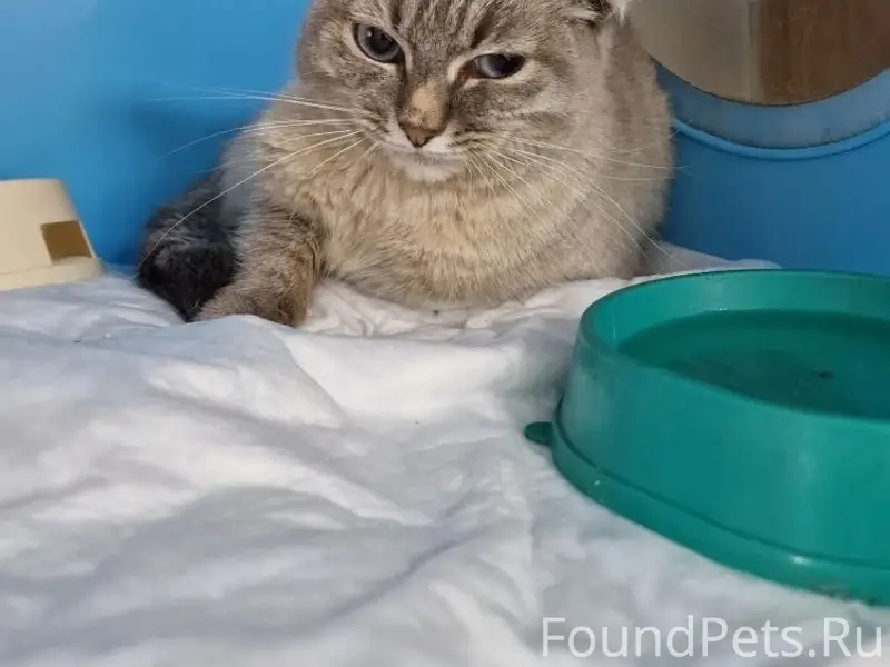 Найдена кошка, Сипайлово