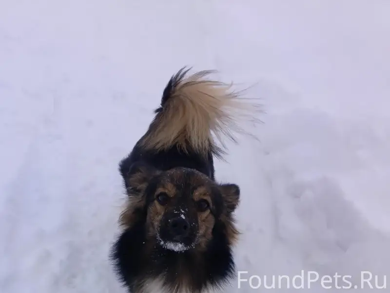 Пропал Чип, с. Рождествено