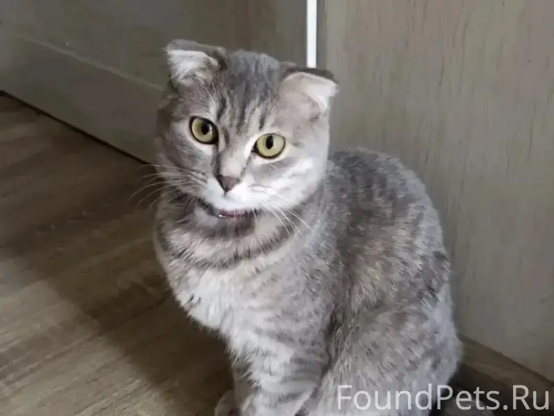 Найдена кошка, Тайгинский парк