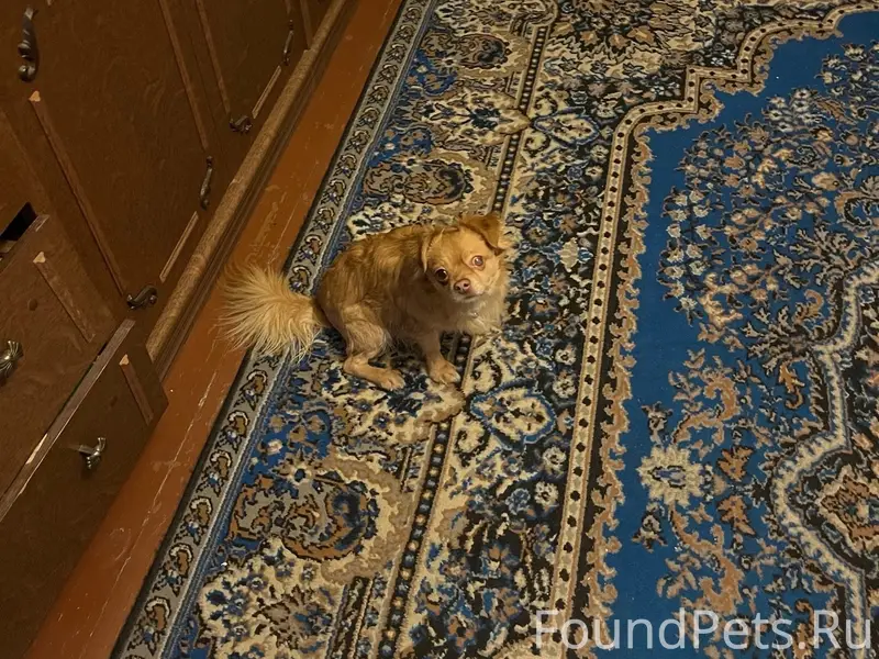 Пропала собака, рыжий мальчик, Сестрорецкий парк