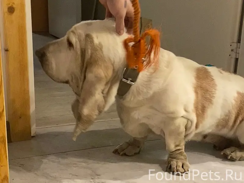 Найдена собака, остров Ягры