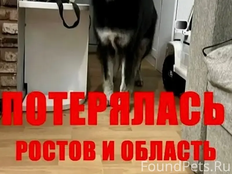 Пропала собака Дэя, Ростовская обл.