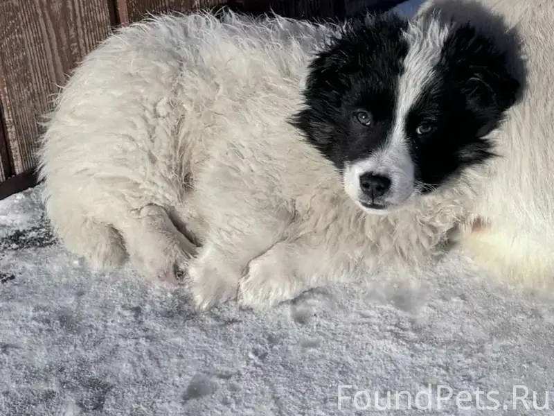 Пропал Кекс, обеомовские дачи