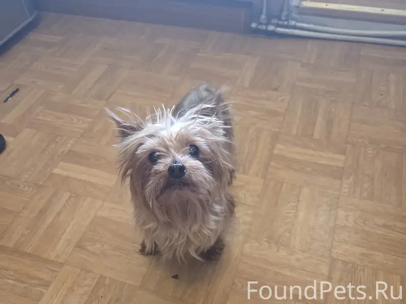 Найдена собака, ищем хозяина