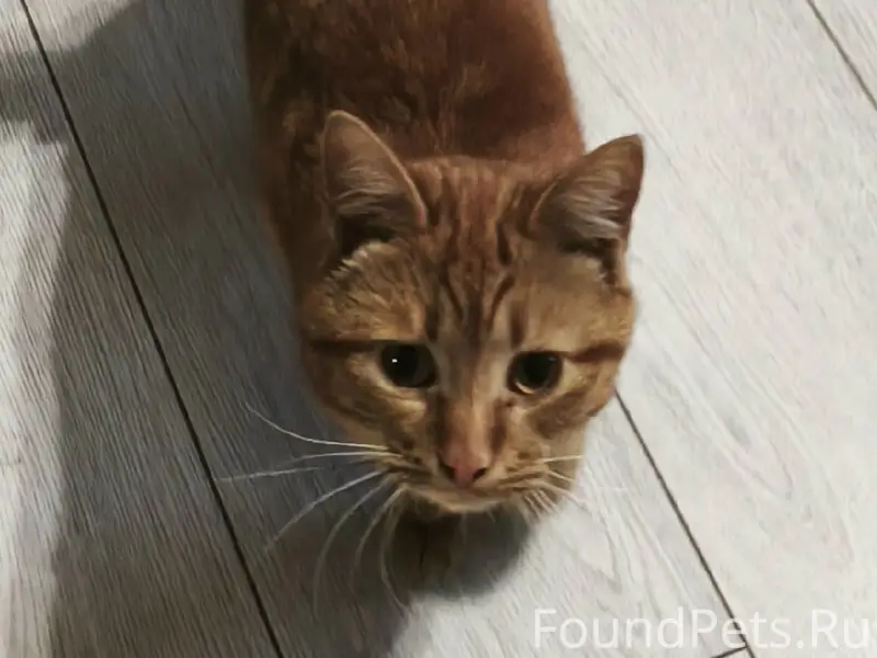 Найден рыжий кот, Перевалка