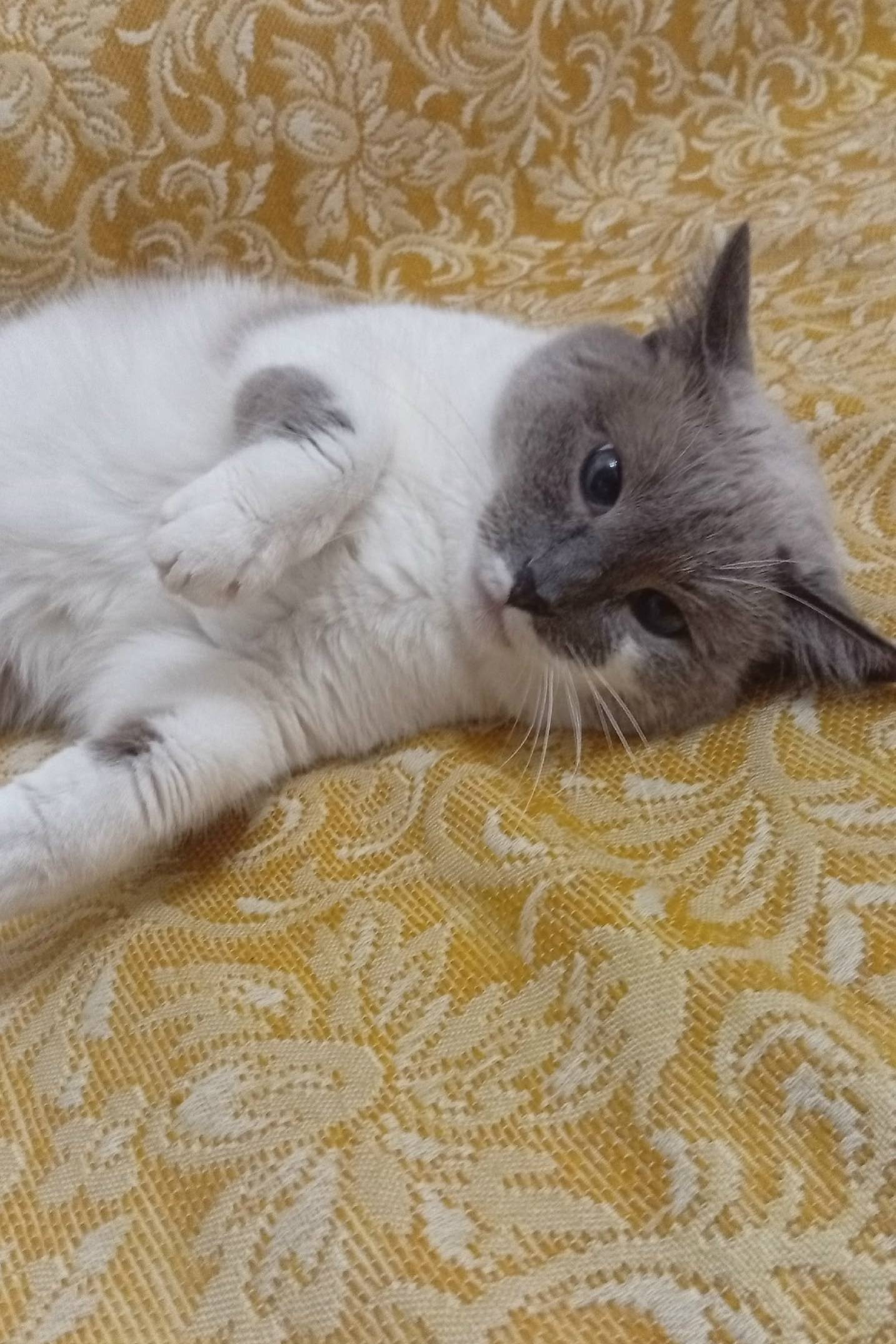 Найдена кошка, Комсомольский район