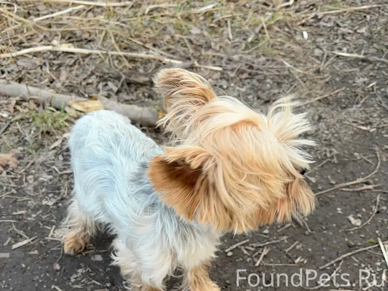 Найден йоркширский терьер, 13 микрорайон