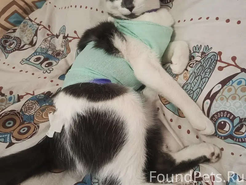 Пропала кошка Муся, р-н Челюскинцев