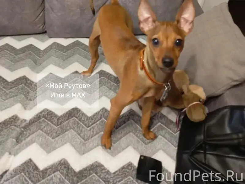 Найден пёс, улица Ленина