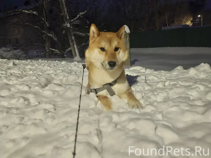 Пропал Симба, пугливая собака, Берендеевская улица