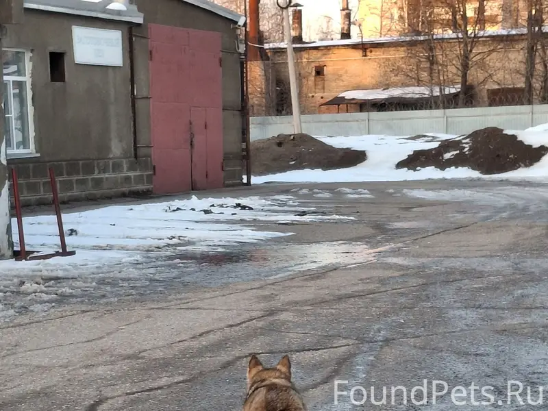 Пропала собака, Эжва