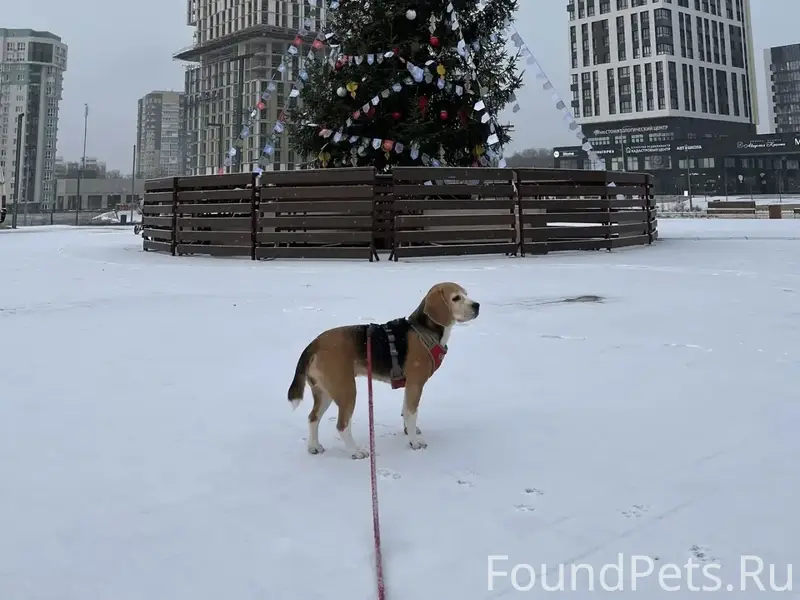 Пропала бигль Боня, Обнинск