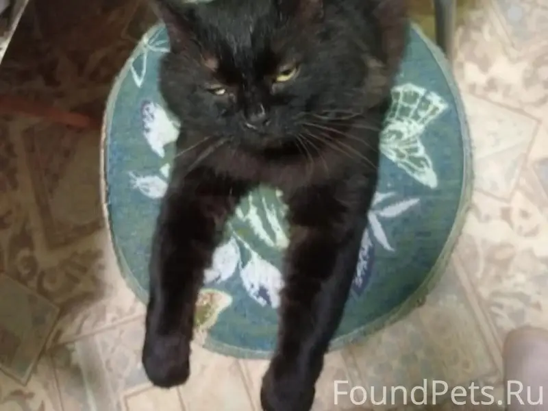 Пропал кот Пушок, район 7 Парковой