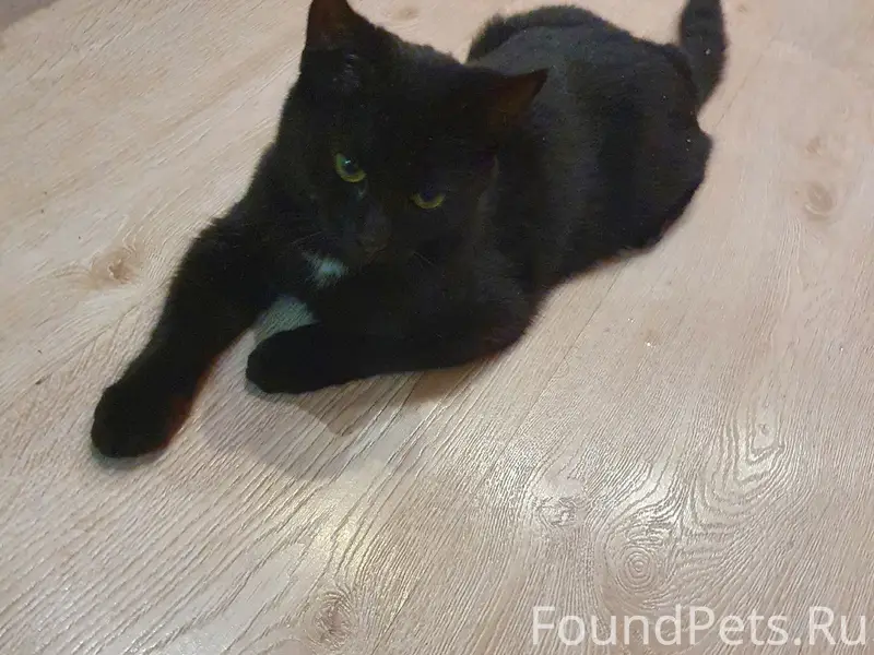 Пропала кошка Буся
