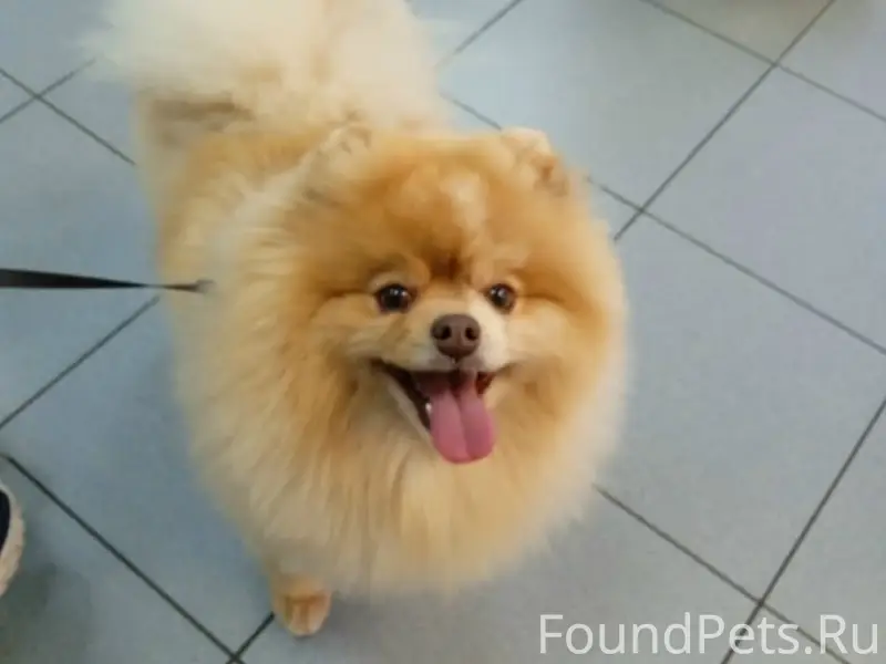 Пропала собака Куся, район Шевченко/Ставропольская