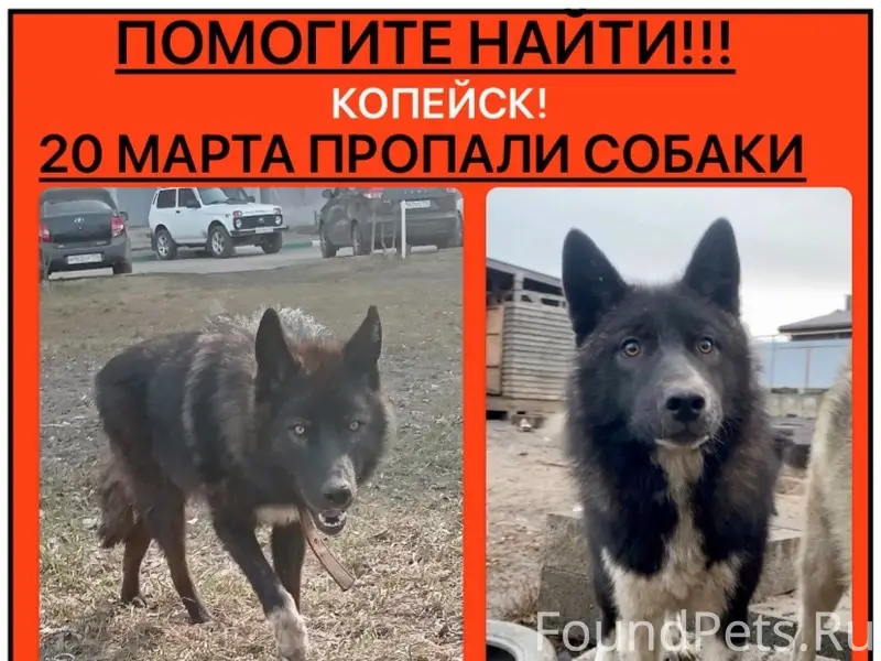 Пропали собаки Олаф и Ингрид, Копейск
