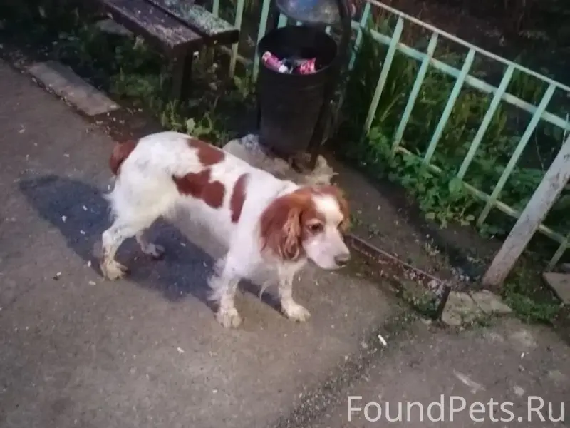 Найденна собака с ошейником, Смр, ул. Славянская