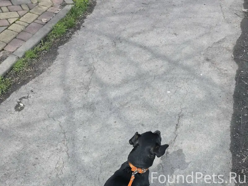 Найден пёс, район 3 школа, 29 километр