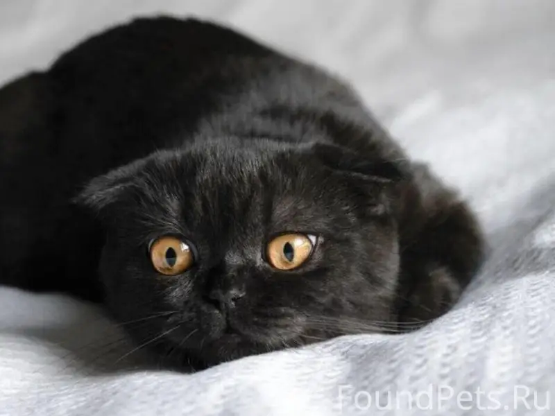 Пропала шотландская вислоухая кошка, ул. Пушкина