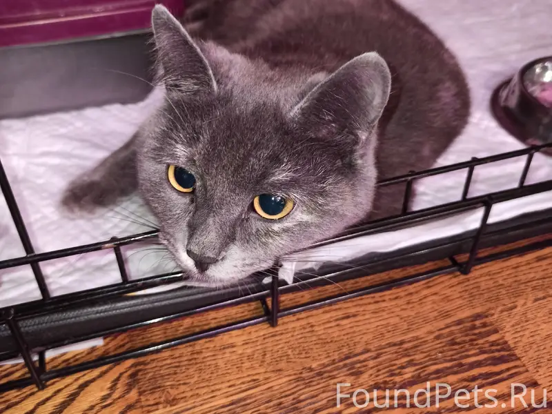 Найдена кошка, ул. Советской Армии д. 17