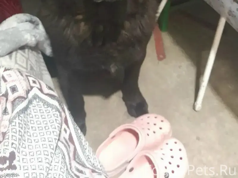 Пропал Мартин, село Докторово