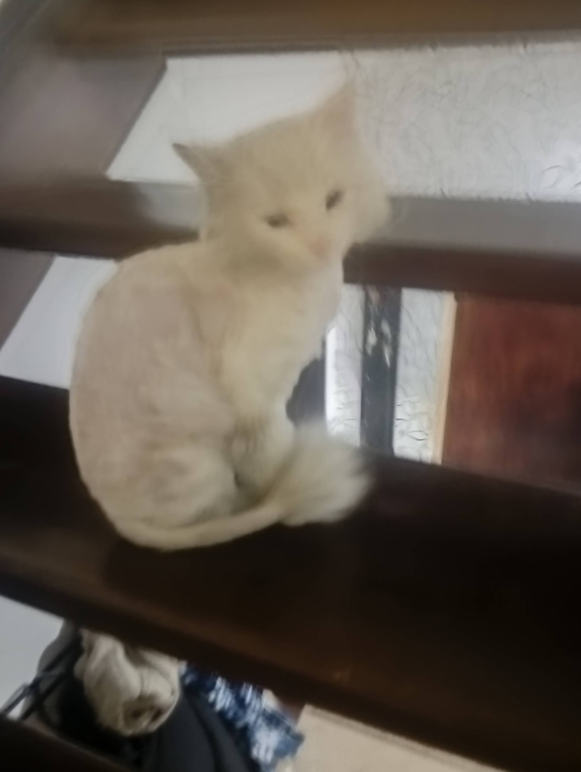 Пропал кот, стриженный наголо, [без указания места]