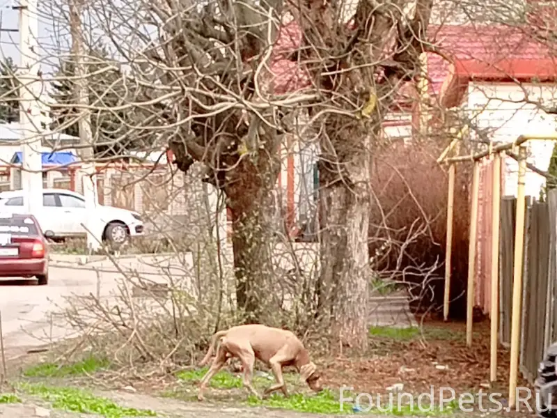Пропала собака, район стадиона на первой