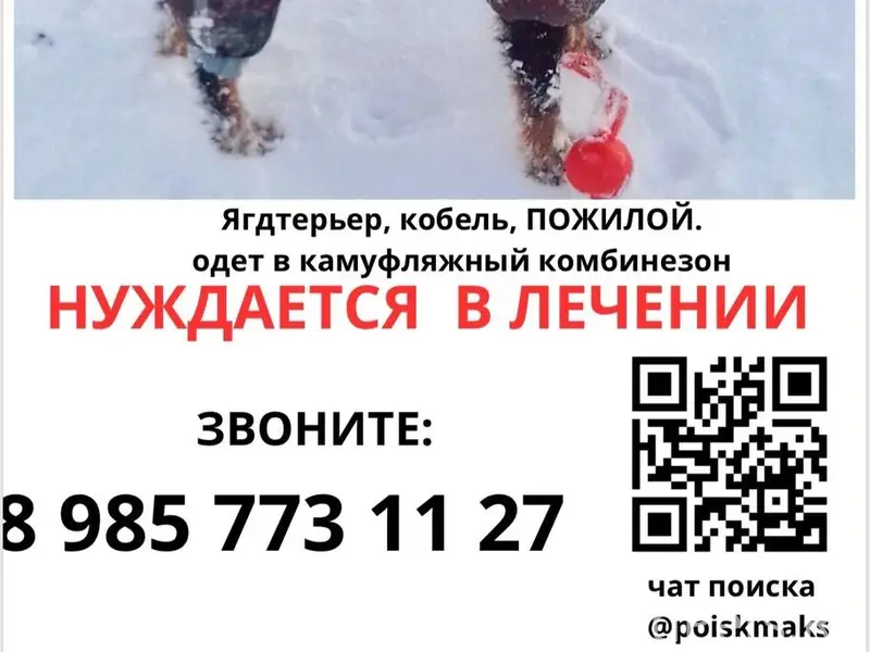 Пропал жесткошерстный ягдтерьер Макс, Москва