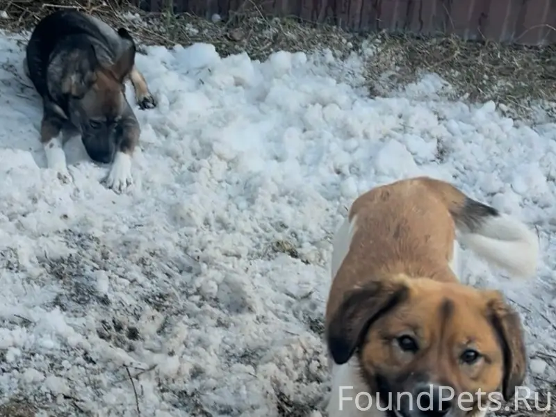 Найден пес, похож на бигля, Шатурский район