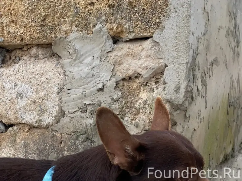 Найден Той-терьер, перекресток ул. Проезжая/ул. Розы Люксембург