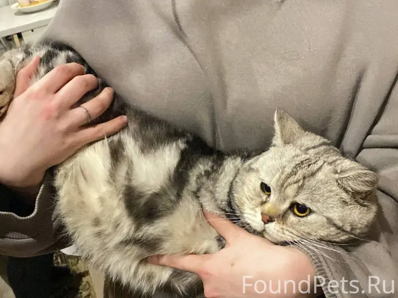 Найден кот, ул. Ленина