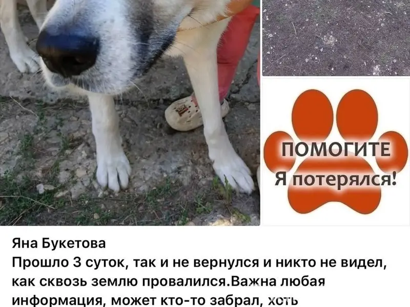 Пропал пес Бим, Ивановка