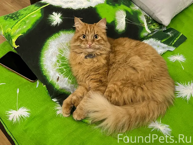 Пропал рыжий кот Барсик, 7 км