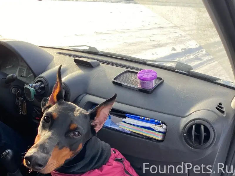 Пропала собака Бара, Рижский район