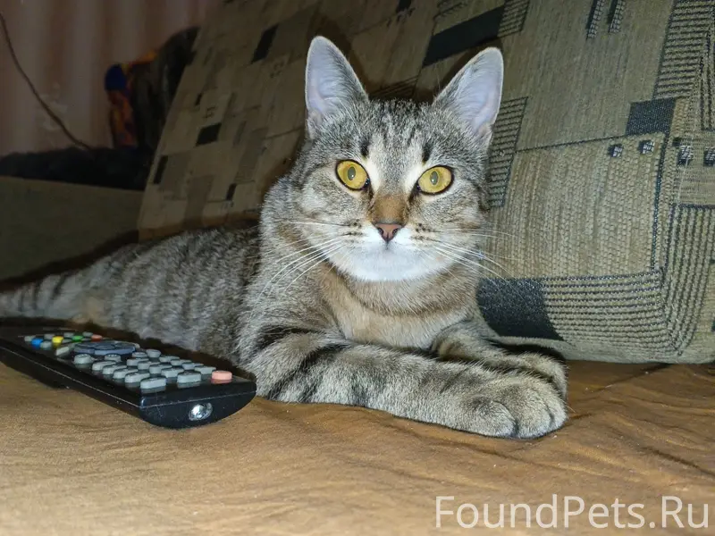 Пропала кошка Крис, Высоковск