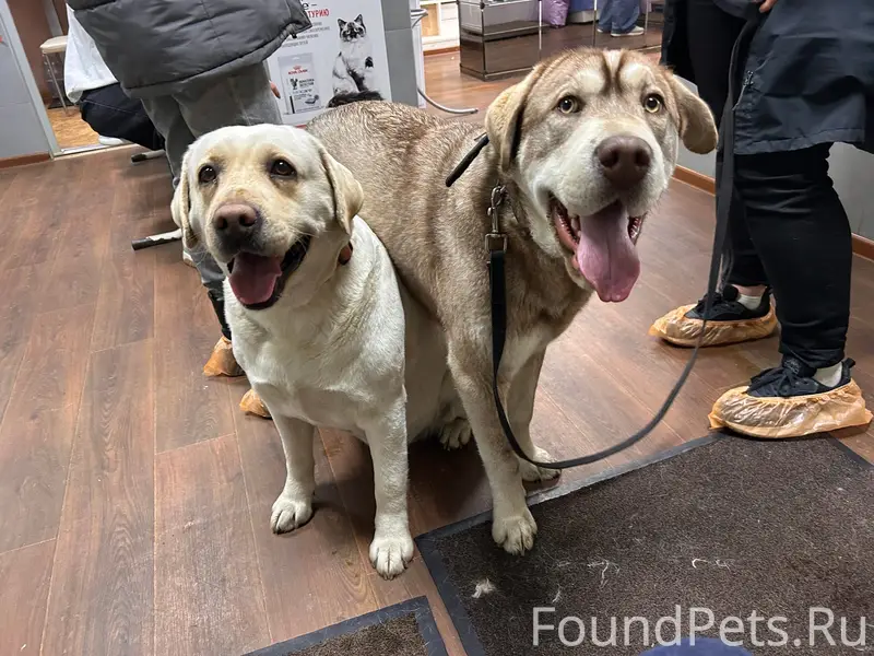 Найден метис хаски и шарпея, Электросталь