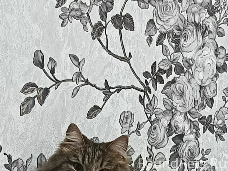 Пропал кот Кокос, улица Гоголевская, г. Борисоглебск