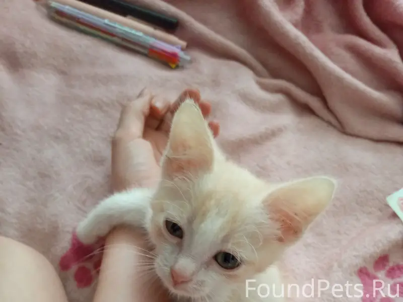 Пропал котёнок, Камышин