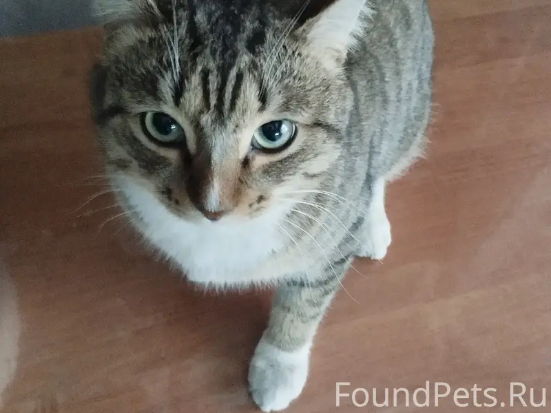 Пропал кот Тигруля