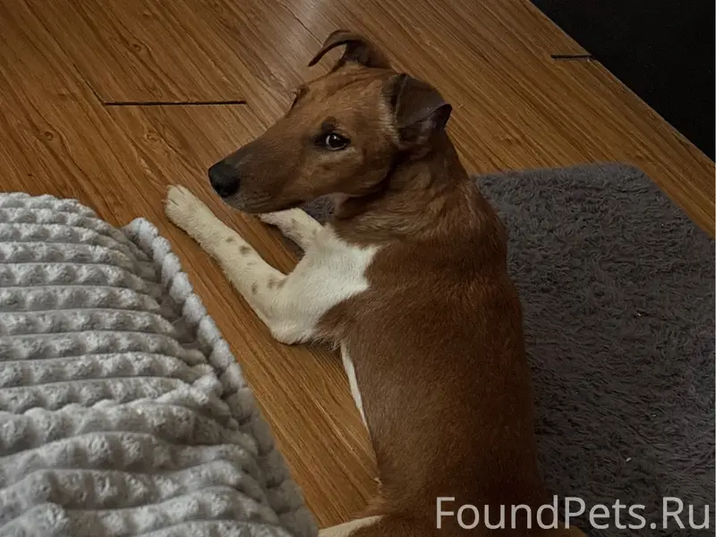 Найден пёс, проезд Лакина 2