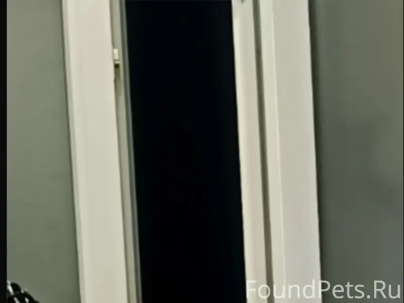 Пропала кошка Судьба, район пищевиков 17а, Воркута